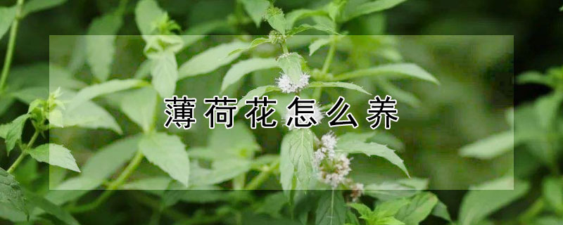 薄荷花怎么养 薄荷花怎么养才能枝叶繁茂