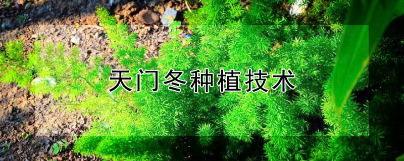 天门冬种植技术 天门冬种植技术与价格