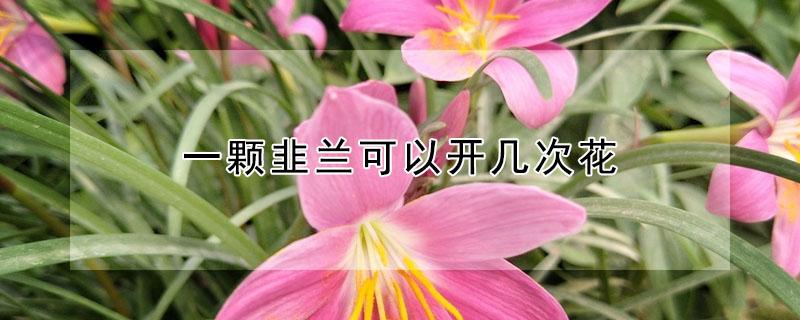 一颗韭兰可以开几次花（韭兰一朵花能开多久）