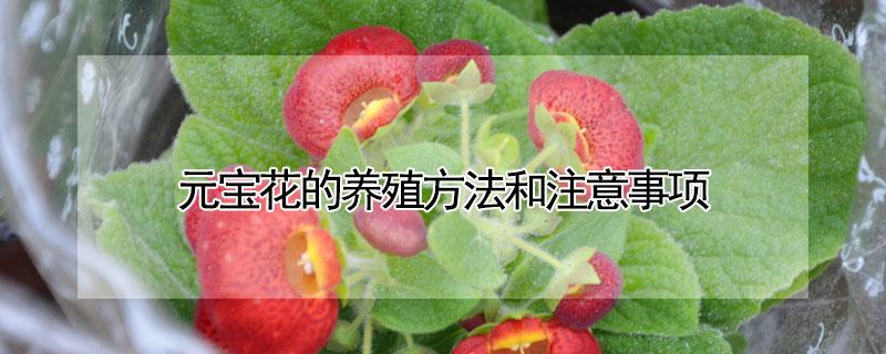 元宝花的养殖方法和注意事项（金元宝花的养殖方法和注意事项）