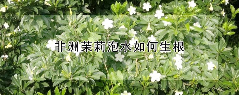 非洲茉莉泡水如何生根（非洲茉莉插水里能生根吗）