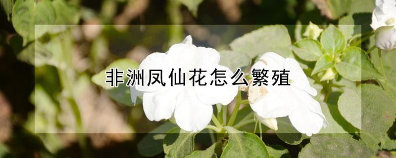 非洲凤仙花怎么繁殖（非洲小凤仙花怎么养殖）