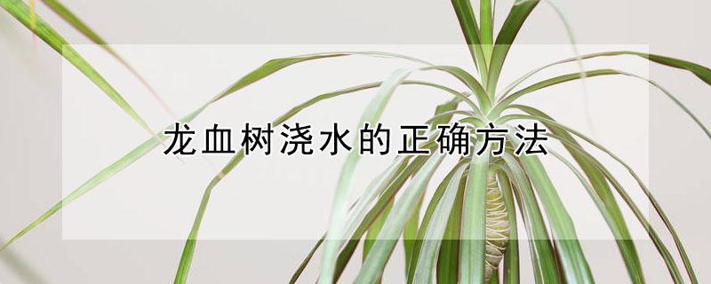 龙血树浇水的正确方法（龙血树每次浇水的时候需要浇透吗）