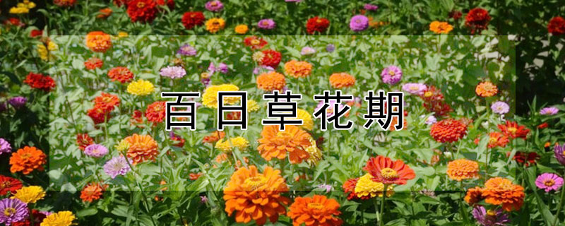 百日草花期 百日草花期是什么时候