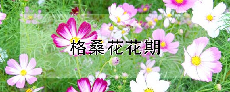 格桑花花期