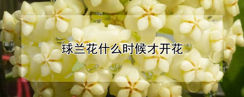 球兰花什么时候才开花（球兰一般什么时候开花）