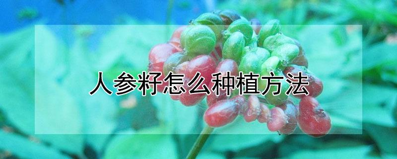 人参籽怎么种植方法 人参籽的种植技术