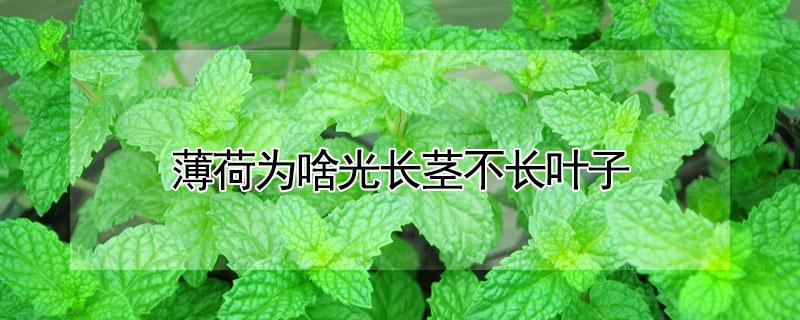 薄荷为啥光长茎不长叶子（薄荷为什么只长高不长叶）