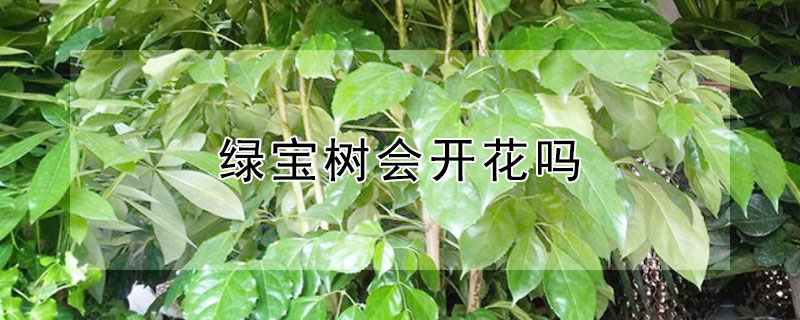 绿宝树会开花吗 绿宝树开什么样的花