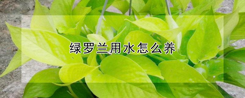 绿罗兰用水怎么养 绿萝怎么浇水