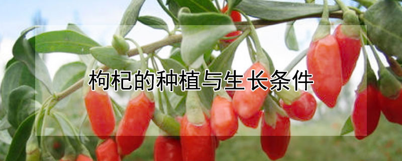 枸杞的种植与生长条件 种植枸杞的自然条件