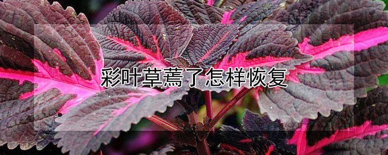 彩叶草蔫了怎样恢复 彩叶草叶子枯萎是什么原因