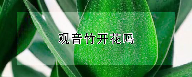 观音竹开花吗（观音竹开花吗图片欣赏）