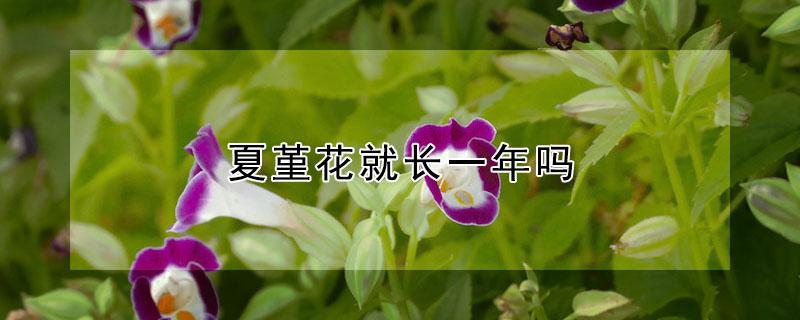 夏堇花就长一年吗（夏堇花的花期）