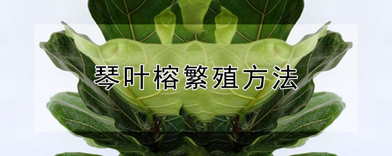 琴叶榕繁殖方法（琴叶榕繁殖方法视频）