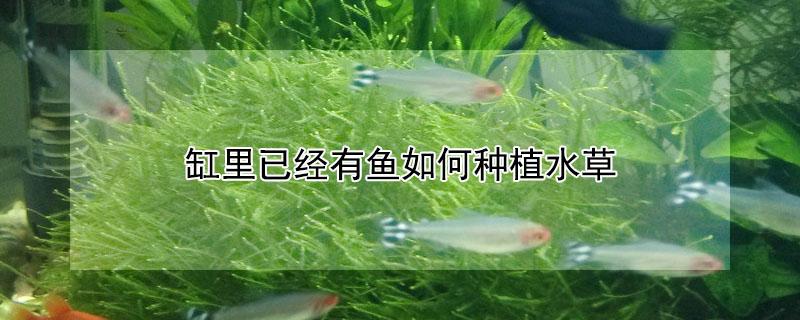 缸里已经有鱼如何种植水草 鱼缸里有鱼的情况下怎么种植水草