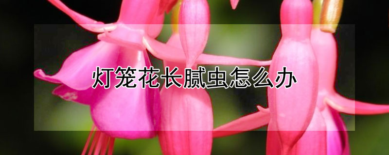 灯笼花长腻虫怎么办（灯笼花生腻虫了怎么办）