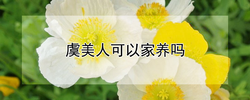 虞美人可以家养吗 虞美人能种家里吗