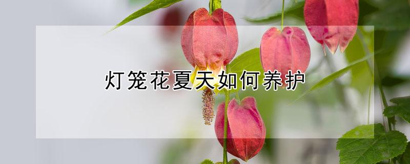 灯笼花夏天如何养护 灯笼花夏天怎么养护