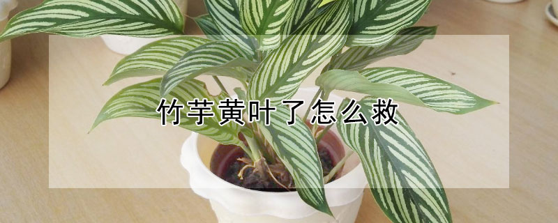 竹芋黄叶了怎么救（竹芋蕉叶黄叶怎么办）