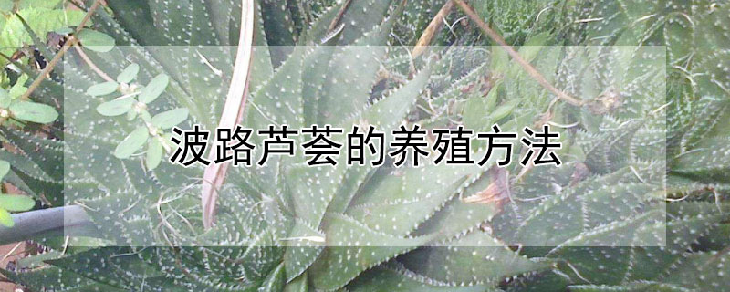 波路芦荟的养殖方法 波路芦荟怎么养