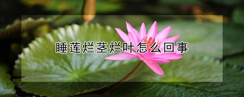 睡莲烂茎烂叶怎么回事（睡莲叶子总是烂掉）