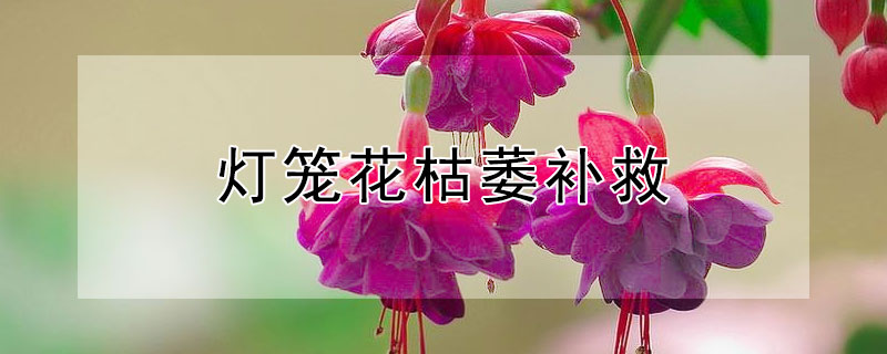 灯笼花枯萎补救 灯笼花突然枯萎