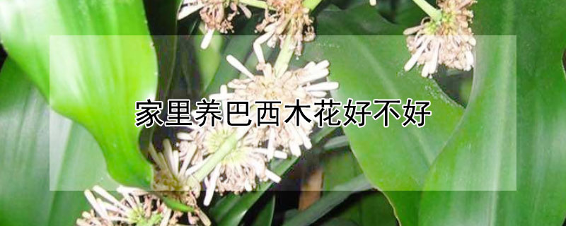 家里养巴西木花好不好 巴西木花怎么养