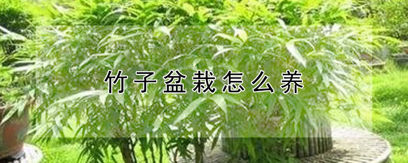 竹子盆栽怎么养