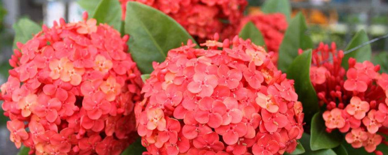 盆栽仙丹怎么养殖（山丹丹花怎么养殖）