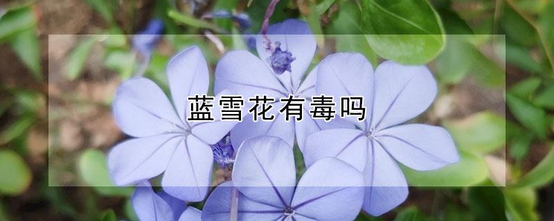 蓝雪花有毒吗