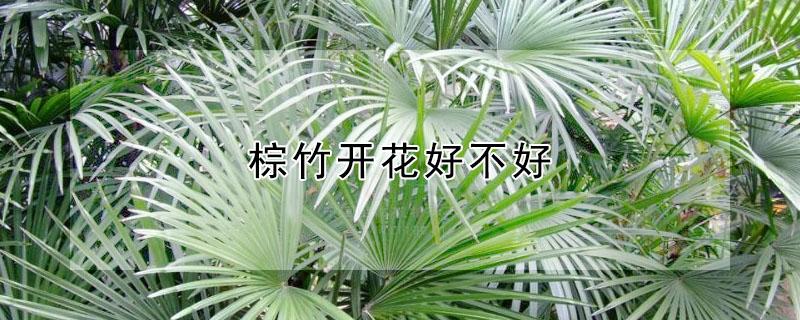 棕竹开花好不好（棕竹开花好不好?）