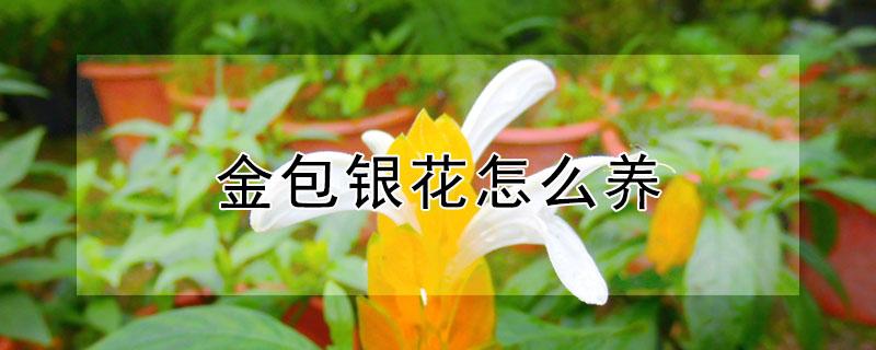 金包银花怎么养（金包银花卉怎么养护）