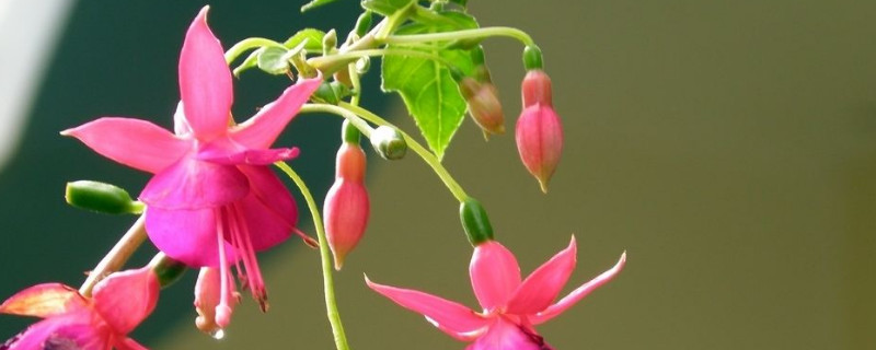 灯笼花叶子发黄怎么回事（灯笼花叶子变黄了怎么办）