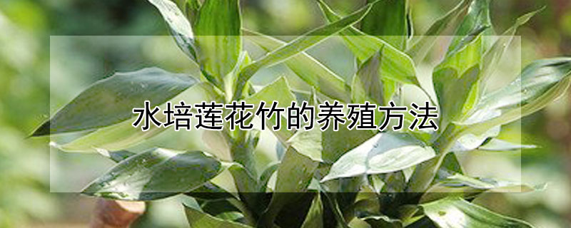 水培莲花竹的养殖方法 水竹莲花怎么养