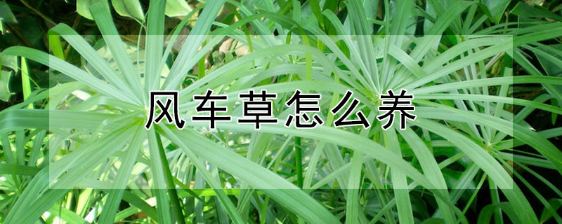 风车草怎么养 风车草怎么养护