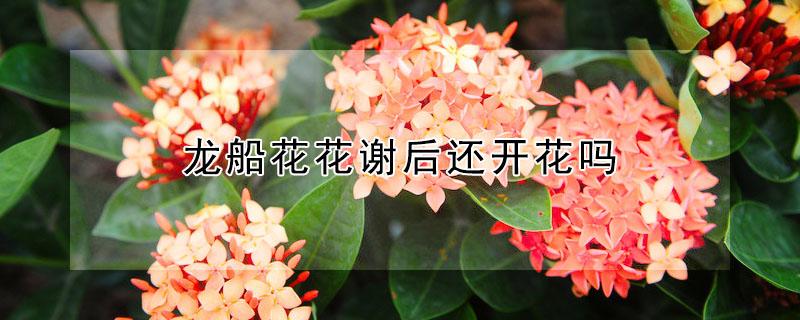 龙船花花谢后还开花吗 龙船花谢后还能再开花吗