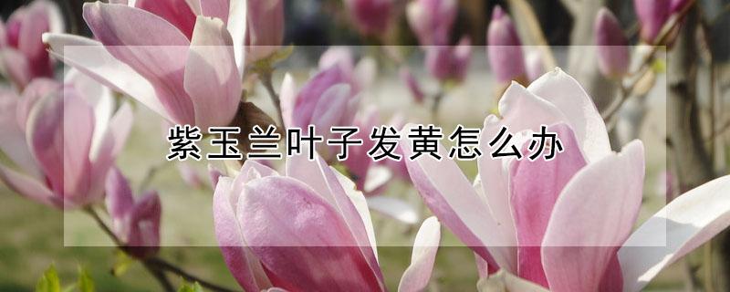 紫玉兰叶子发黄怎么办（紫玉兰花叶子发黄干枯）