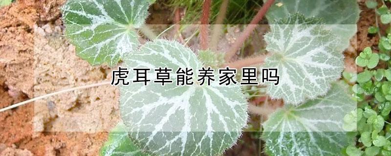 虎耳草能养家里吗（家里养虎耳草好吗）