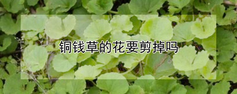 铜钱草的花要剪掉吗 铜钱草开花需要剪掉吗