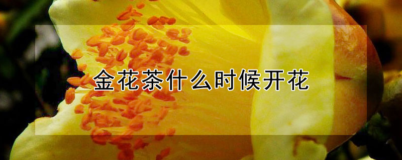 金花茶什么时候开花（金花茶什么时候开花什么时候结果）