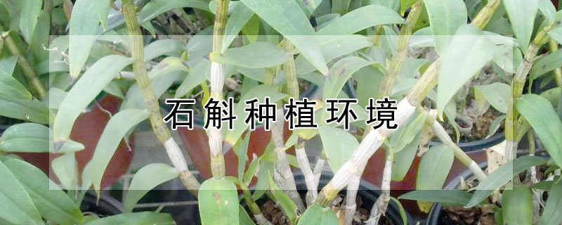 石斛种植环境（铁皮石斛种植环境）