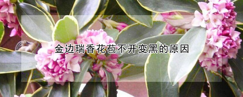 金边瑞香花苞不开变黑的原因（金边瑞香花苞不开花的原因）