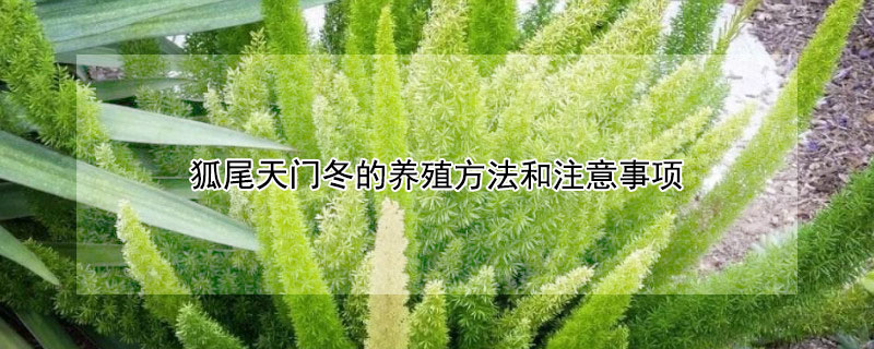 狐尾天门冬的养殖方法和注意事项 狐尾天门冬种植与管理方法