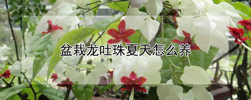 盆栽龙吐珠夏天怎么养（龙吐珠冬天怎么养开花多）