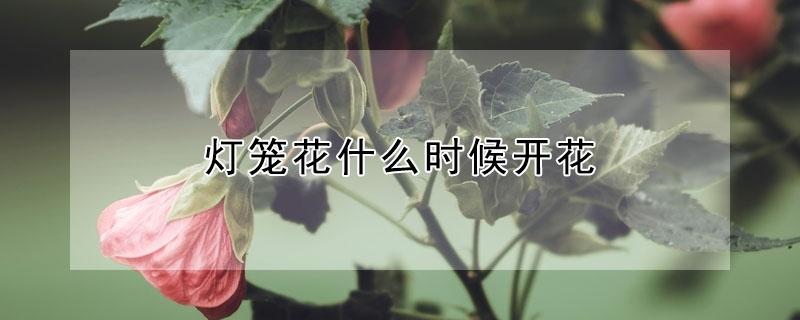 灯笼花什么时候开花（灯笼花什么时候开花图片 这样养护灯笼花才能开花哦）