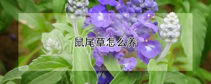 鼠尾草怎么养（红唇鼠尾草怎么养）