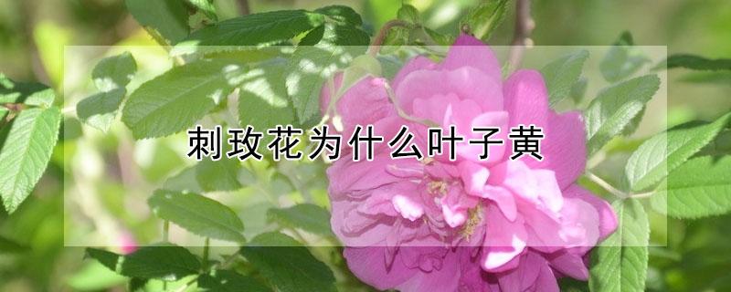 刺玫花为什么叶子黄 刺玫花黄叶是怎么回事