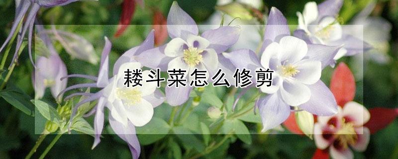 耧斗菜怎么修剪（耧斗菜养护）