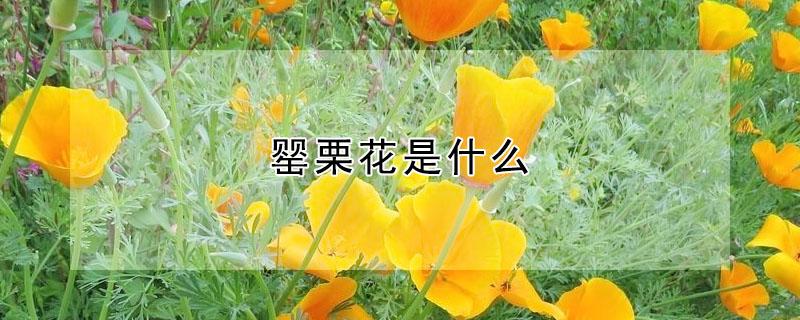 罂栗花是什么 罂粟花是什么花